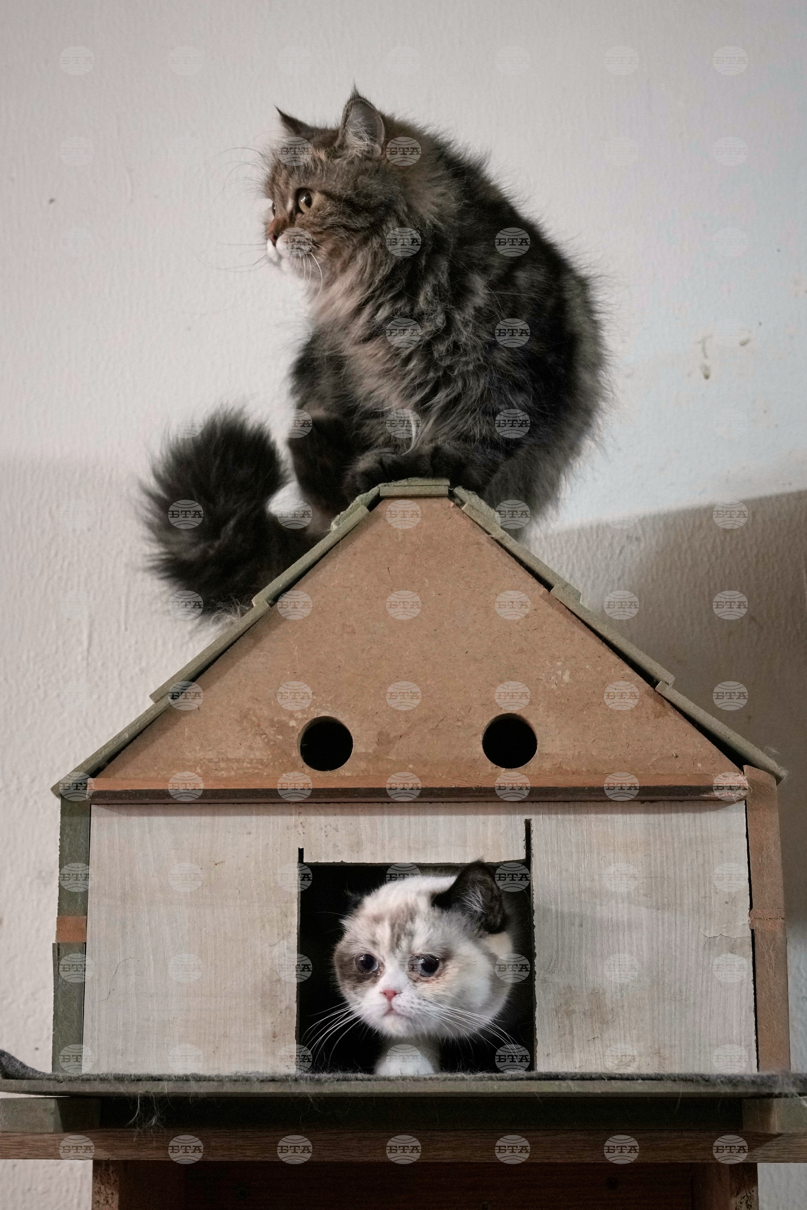 Lebanon Mother of Cats