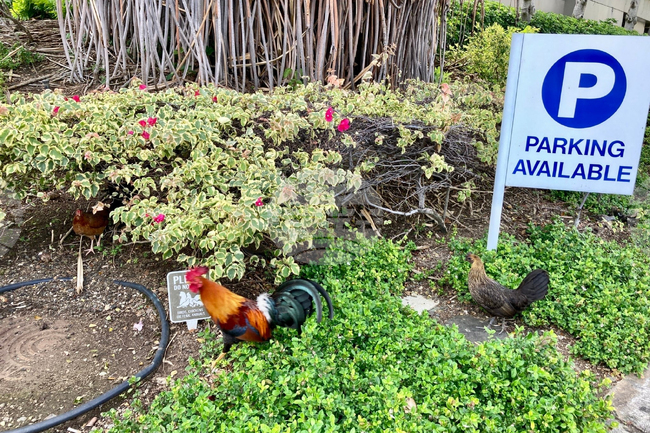 Feral Chickens Hawaii