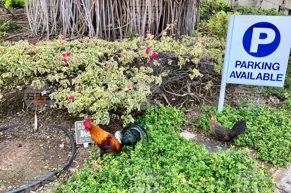 Feral Chickens Hawaii
