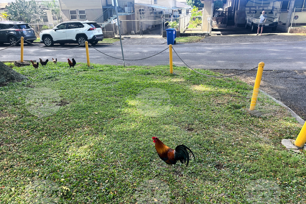 Feral Chickens Hawaii