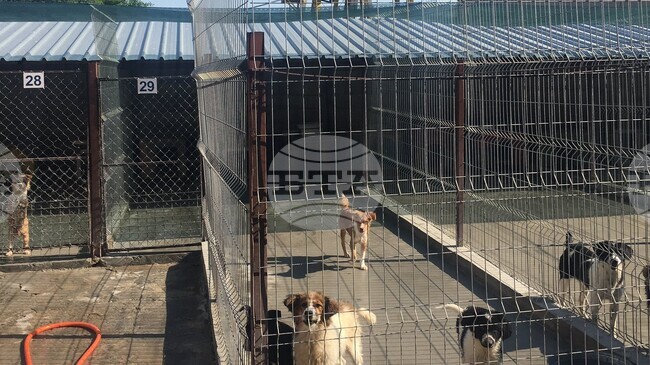 Временно се преустановява приемът на кучета в общинския приют „Тонка Петрова“ в Шумен поради установен случай на заболяло от гана куче