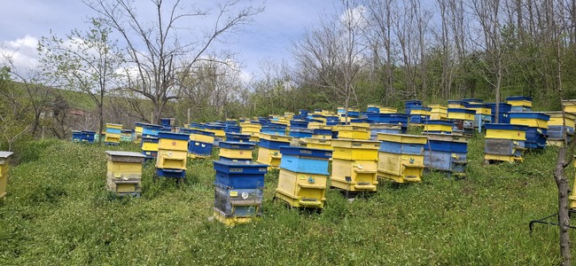 Селекцията на пчелите е ключът към бъдещето на българското пчеларство, каза пчеларят от Свищов и зооинженер Чавдар Стефанов