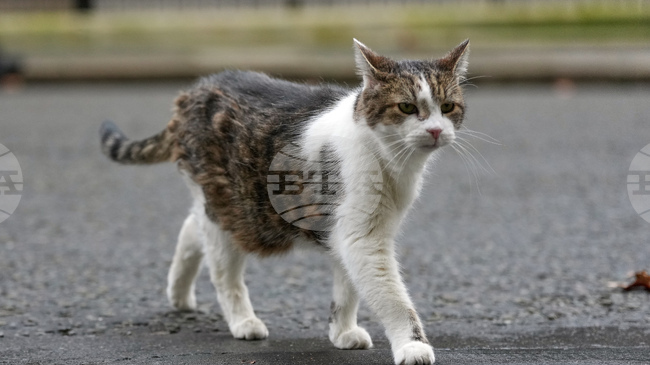 Японски учени откриха как падащите котки почти винаги се приземяват на краката си