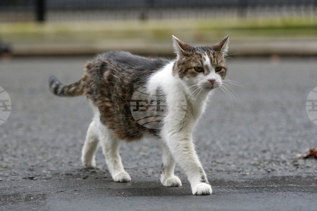 Японски учени откриха как падащите котки почти винаги се приземяват на краката си