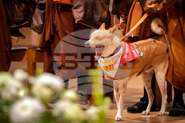 Buddhist Monks Peace Walk Washington