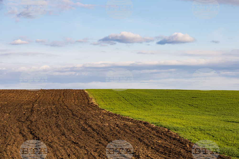 С повече от 7 процента се е увеличила средната цена на декар при сделките с ниви във Варненска област през 2024 година