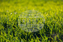 Бургас - ниви - земеделие