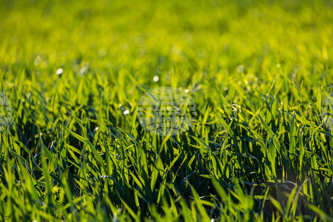 Зимните култури в големи части на Европа са в добро състояние, но се нуждаят от повече валежи, според доклад
