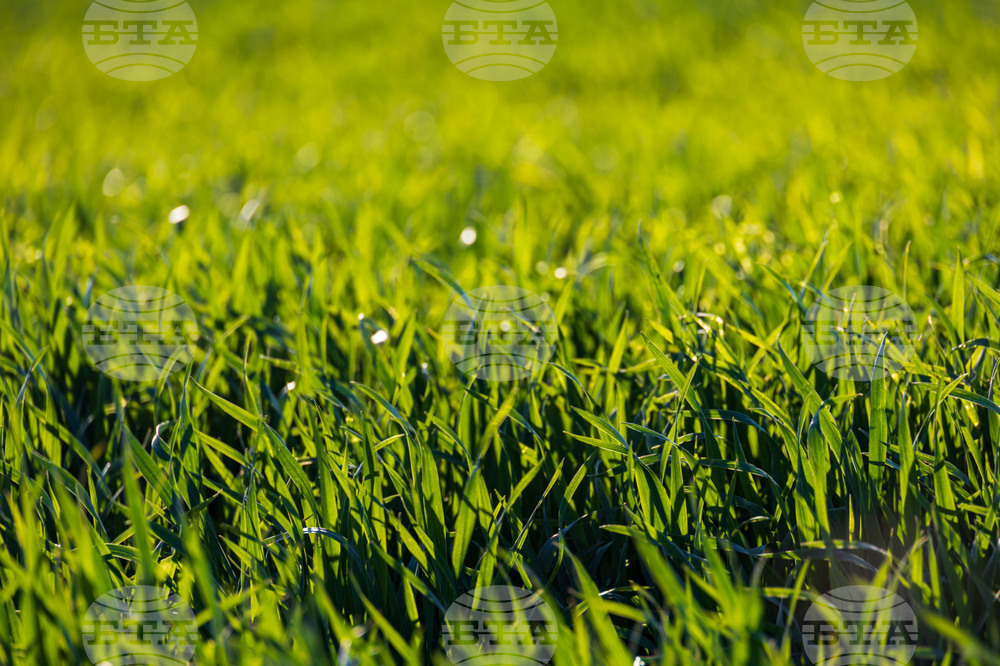 Бургас - ниви - земеделие