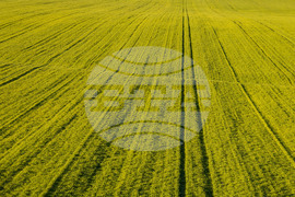 Бургас - ниви - земеделие