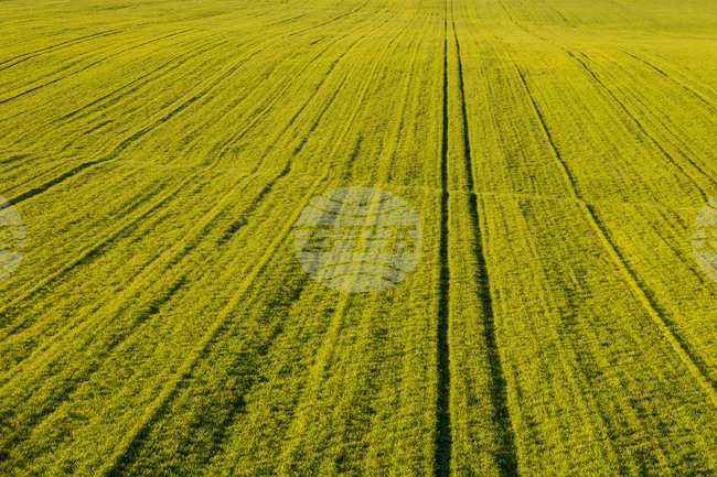 Бургас - ниви - земеделие