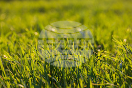 Бургас - ниви - земеделие