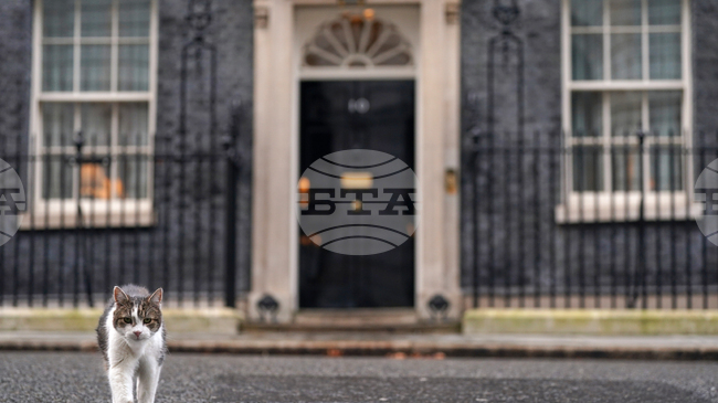 Петнадесет години от появата на Лари на "Даунинг стрийт" 10 - премиерите се сменят, но котаракът остава