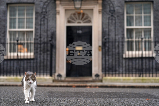 Петнадесет години от появата на Лари на "Даунинг стрийт" 10 - премиерите се сменят, но котаракът остава