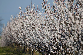 Село Божурово - овощна градина