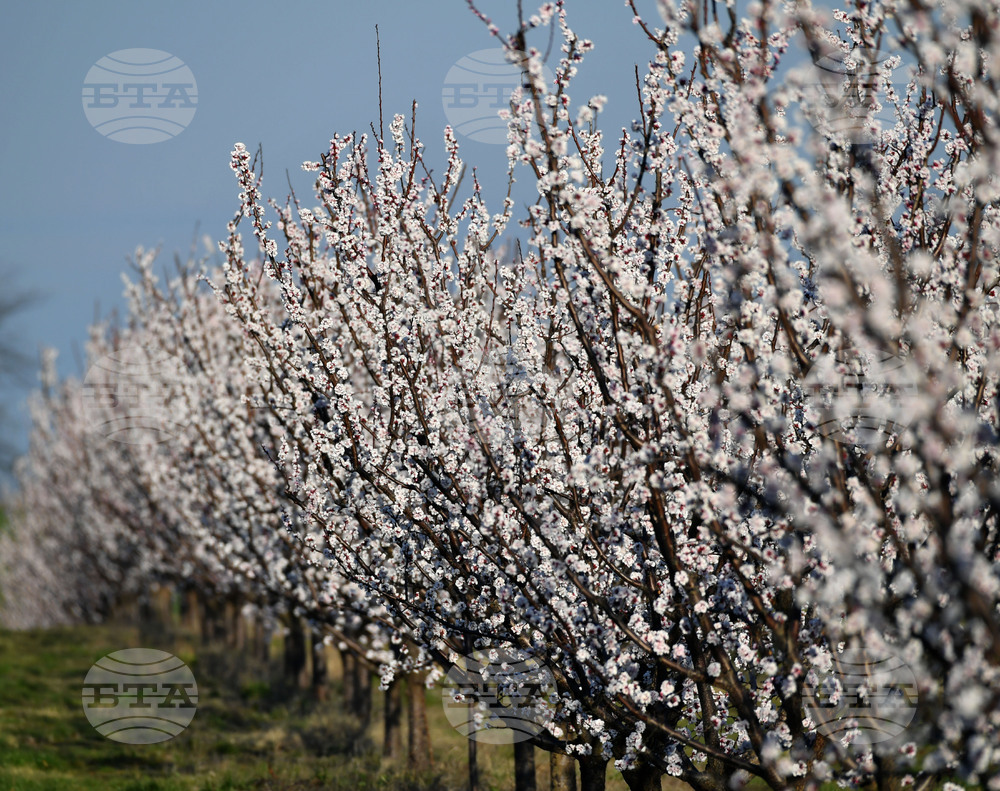Село Божурово - овощна градина