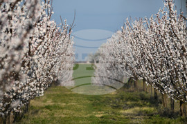 Село Божурово - овощна градина