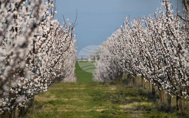 Село Божурово - овощна градина