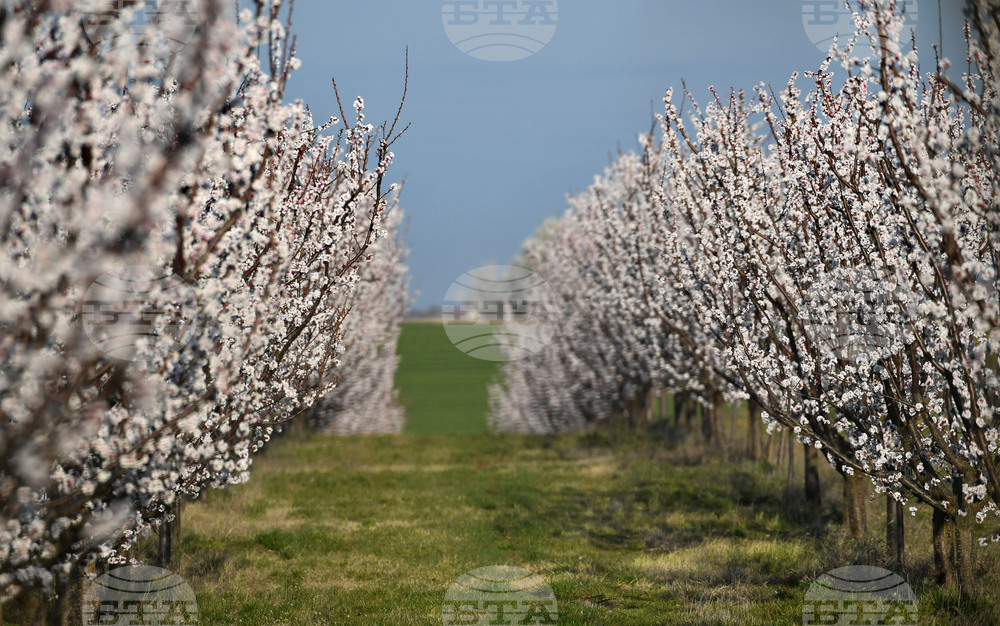 Село Божурово - овощна градина