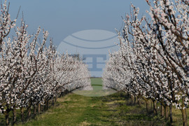 Село Божурово - овощна градина