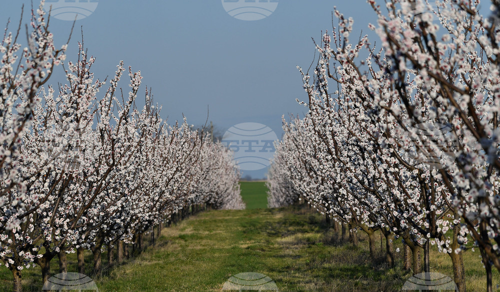 Село Божурово - овощна градина