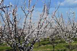 Село Божурово - овощна градина