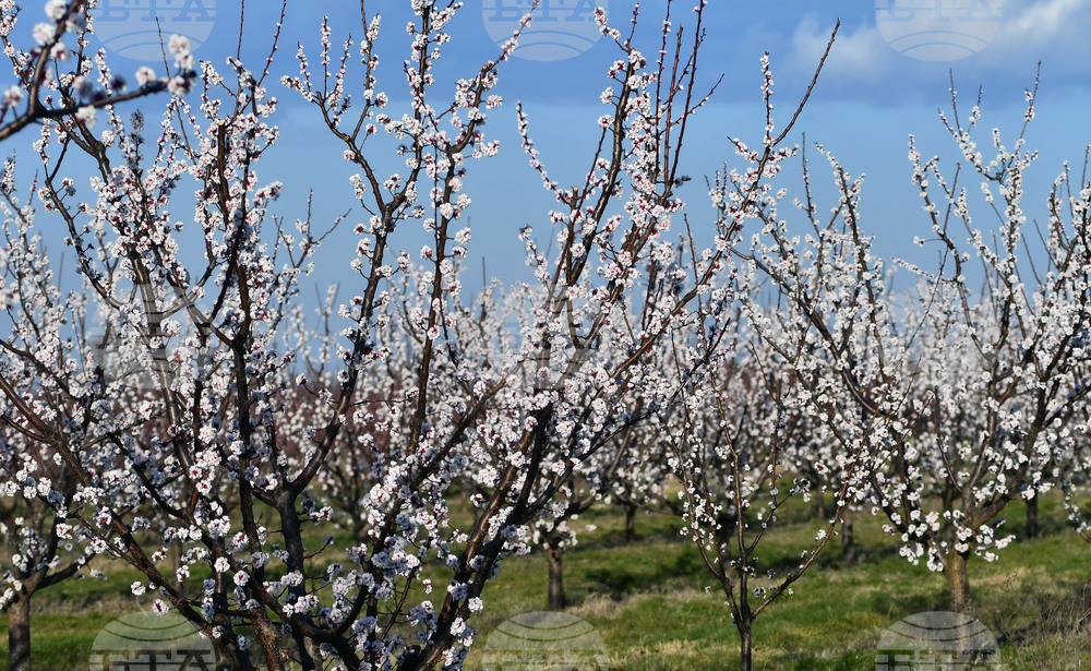 Село Божурово - овощна градина