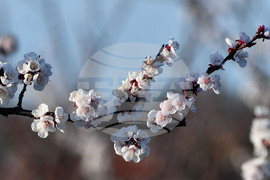 Село Божурово - овощна градина