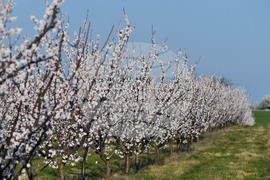 Село Божурово - овощна градина