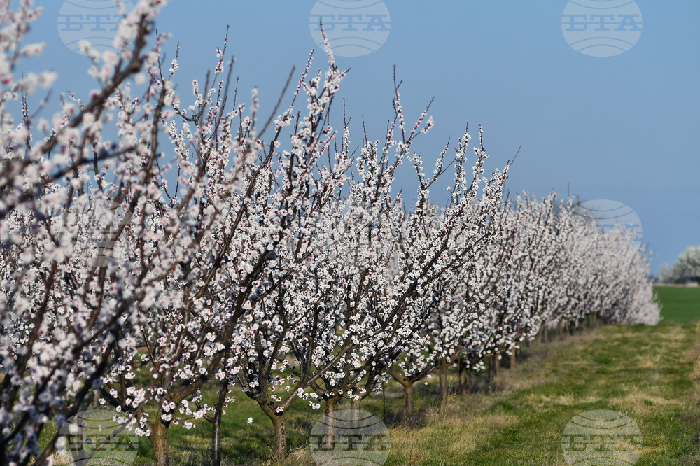 Село Божурово - овощна градина