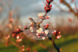 Село Божурово - овощна градина