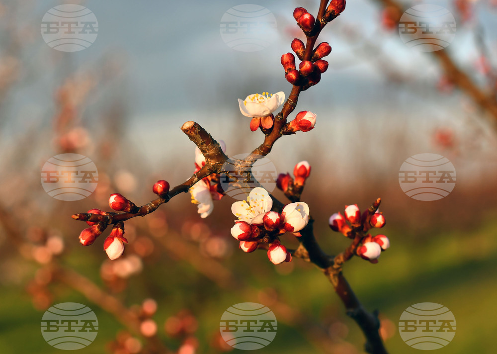 Село Божурово - овощна градина