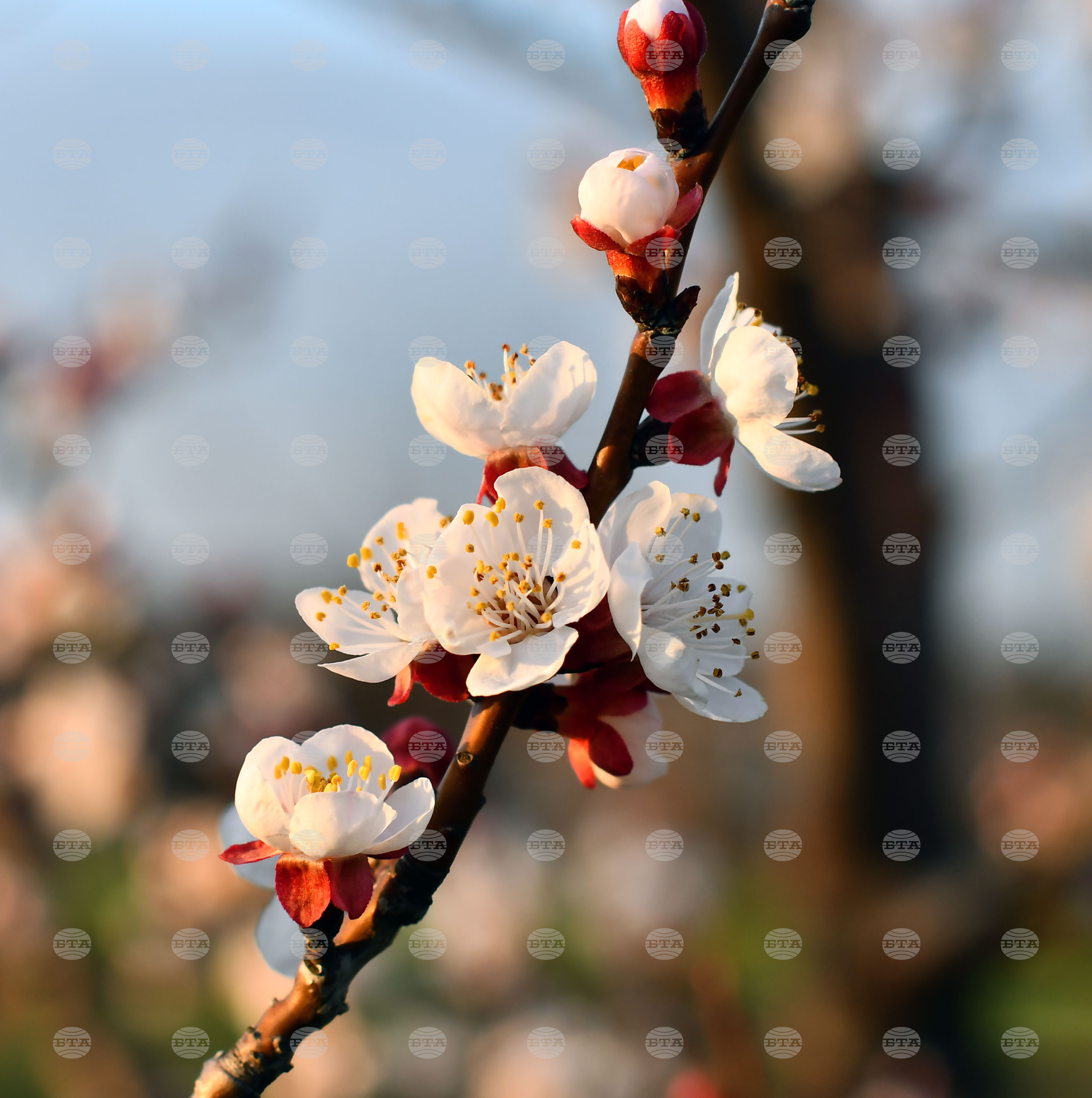Село Божурово - овощна градина