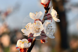 Село Божурово - овощна градина