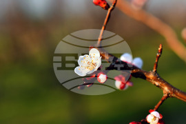 Село Божурово - овощна градина