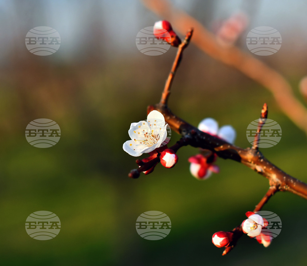 Село Божурово - овощна градина