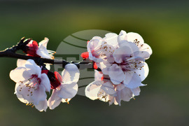 Село Божурово - овощна градина