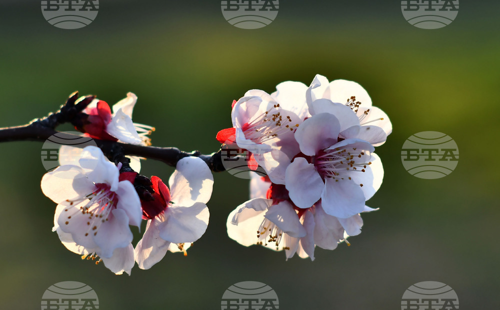 Село Божурово - овощна градина