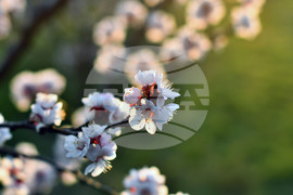 Село Божурово - овощна градина