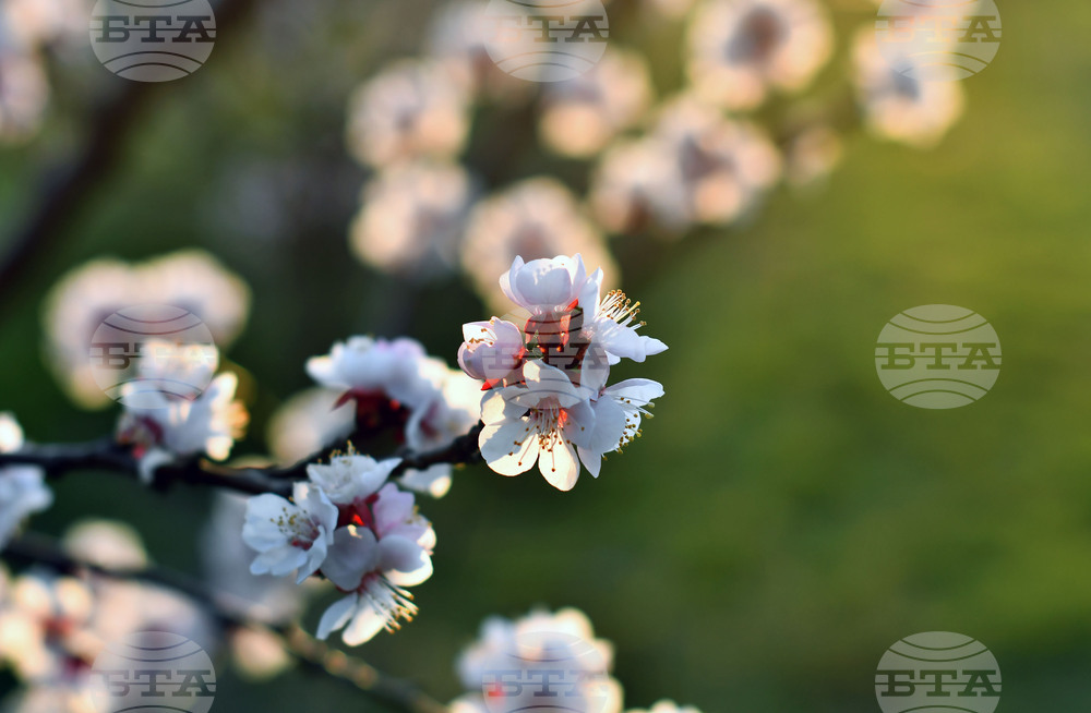 Село Божурово - овощна градина