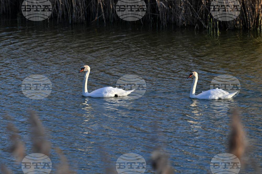 Село Божурово - лебеди