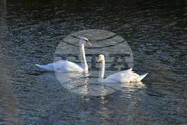 Село Божурово - лебеди