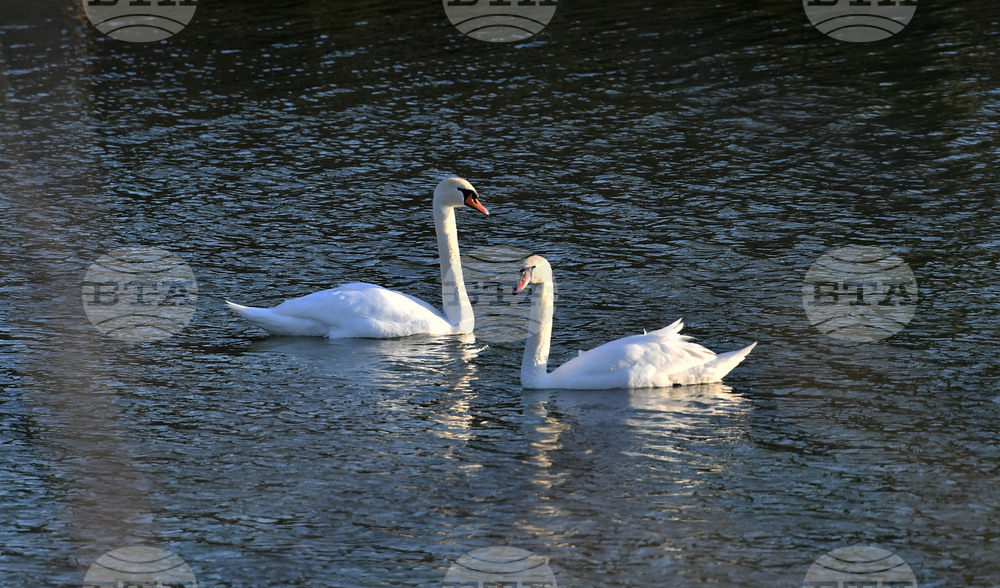 Село Божурово - лебеди