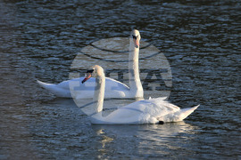 Село Божурово - лебеди