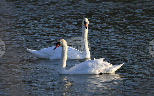 Село Божурово - лебеди