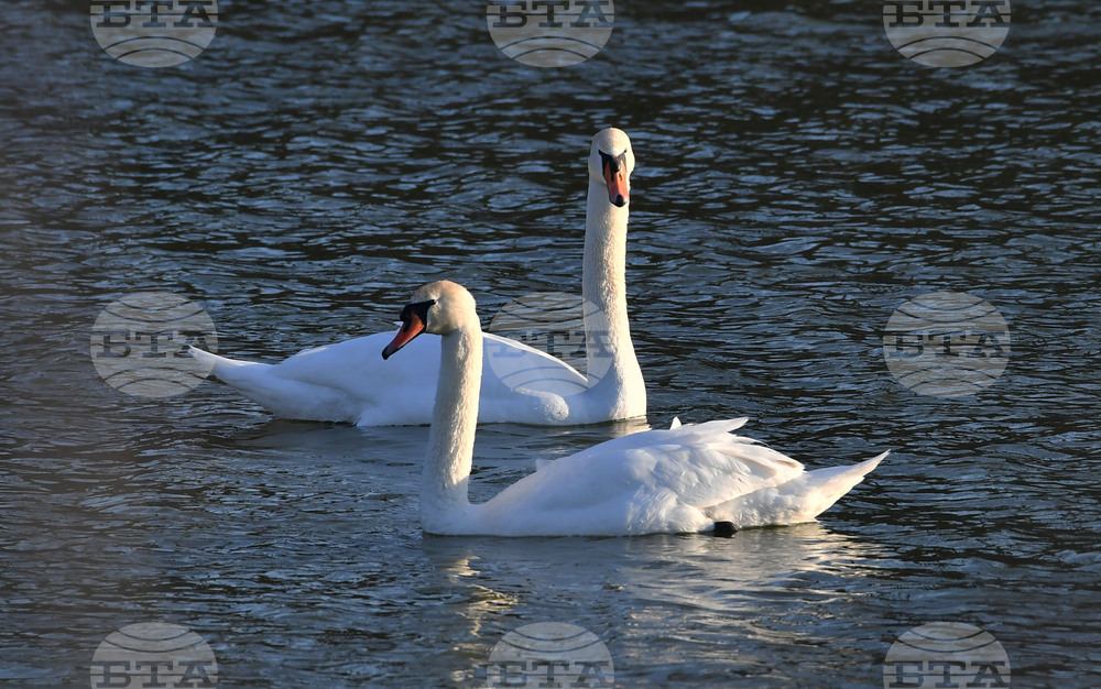 Село Божурово - лебеди