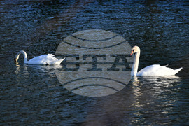 Село Божурово - лебеди