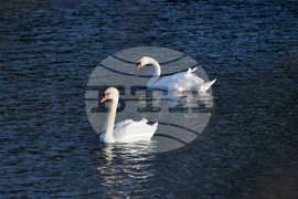 Село Божурово - лебеди