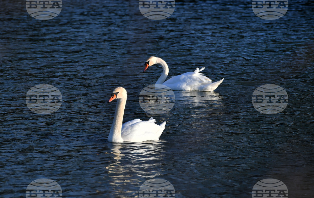 Село Божурово - лебеди
