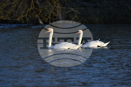 Село Божурово - лебеди